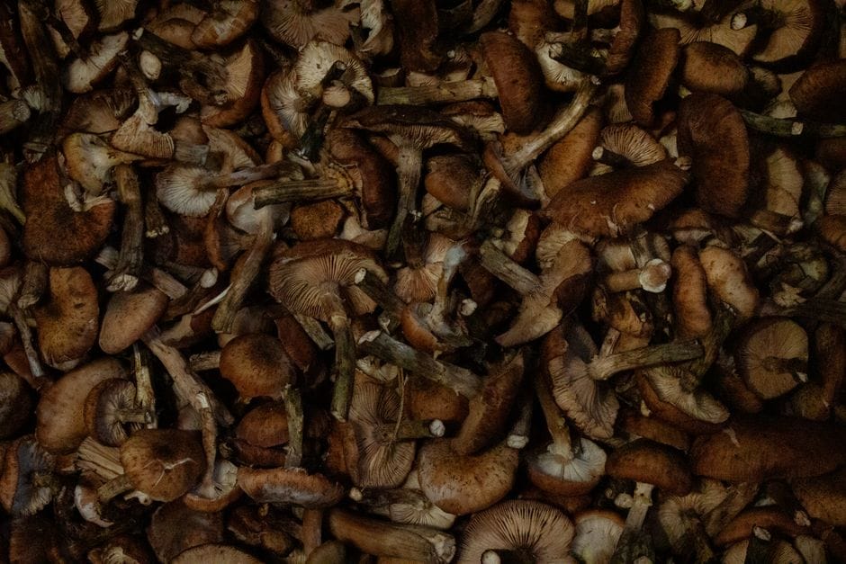 Kapusta z grzybami: wigilijny klasyk bez goryczy