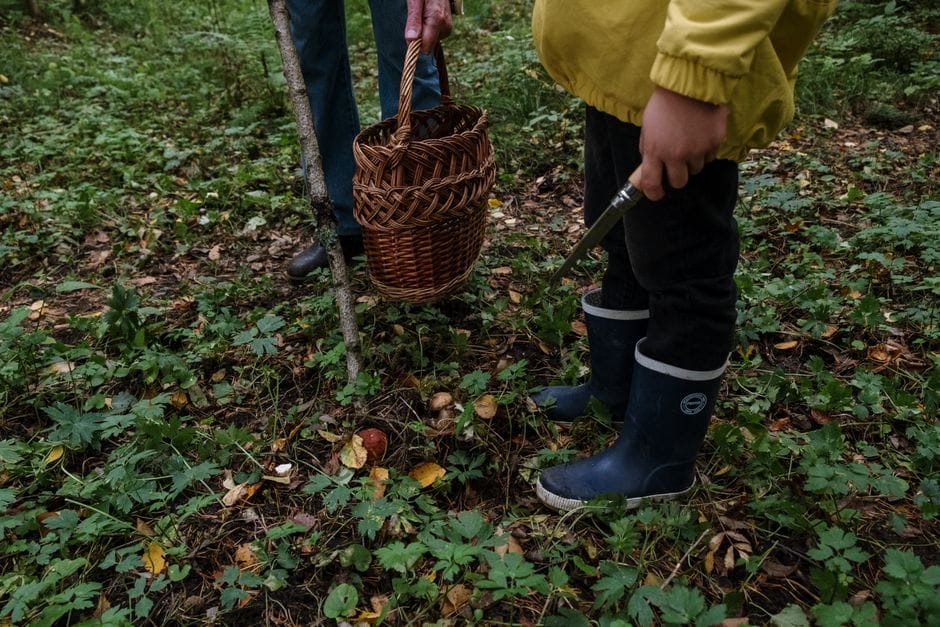 Grzyby z lasu: jak je czyścić, smażyć i suszyć bez błędów