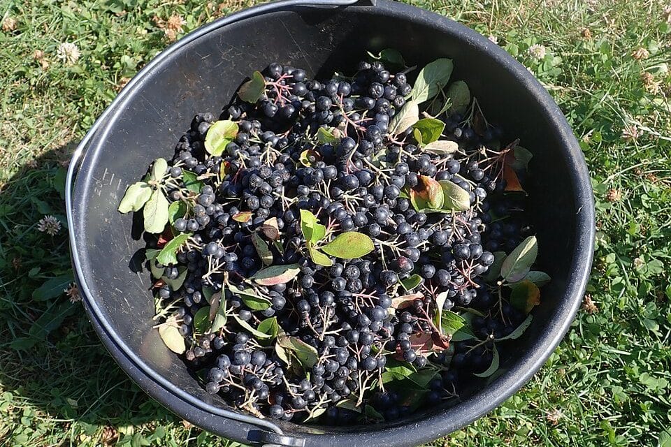 Aronia pod koniec lata: syrop, który wzmocni odporność zimą