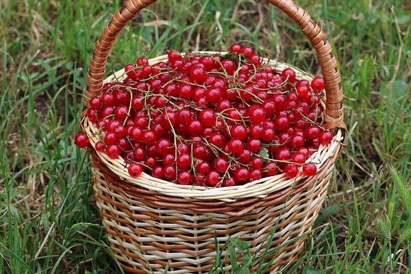 Sezon na porzeczki: kompot, sok i dżem, które przetrwają do zimy