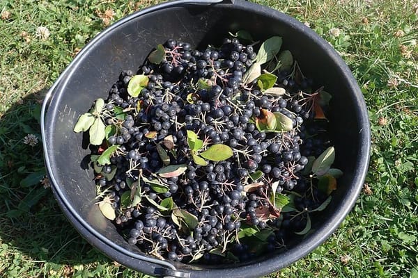 Aronia pod koniec lata: syrop, który wzmocni odporność zimą